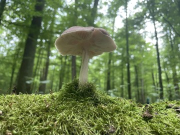 Relacja zdjęciowa z Pikniku Przyrodniczego w Lesie Łagiewnickim – edukacja, integracja i wsparcie charytatywne, 